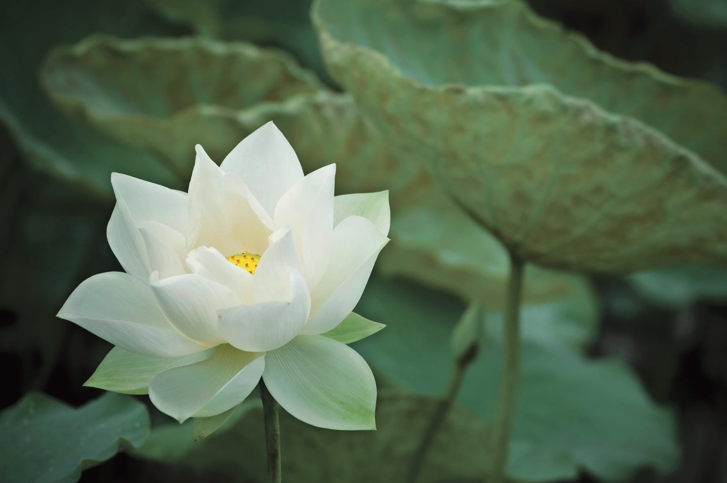 Presentation Box Lotus